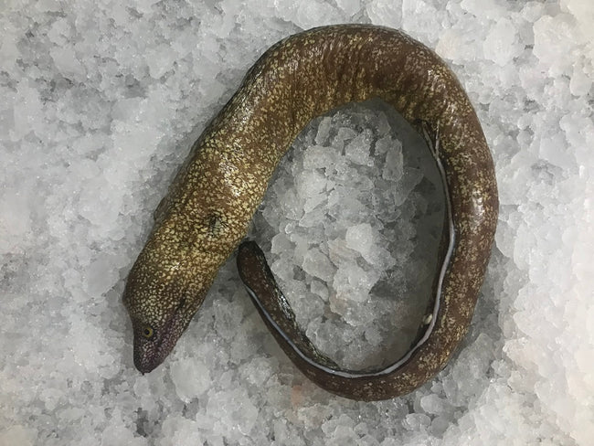 Papuda / Morena Papuda