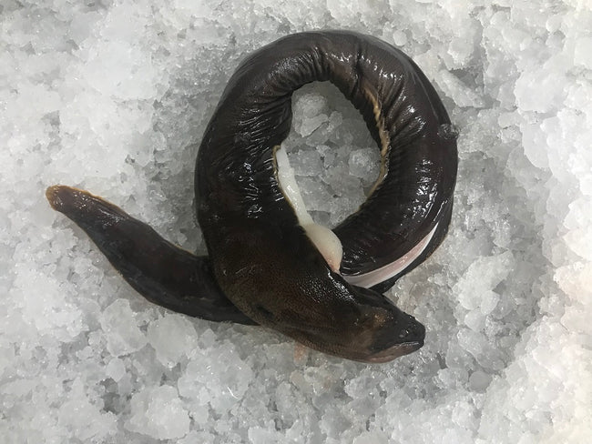 Morena (Macho de Morena)