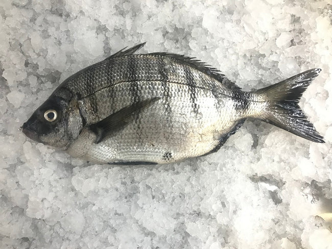 Sargo Picudo (Morruda / Sargo Picudo)