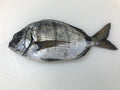 Sargo Blanco