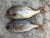 Pargo (Bocinegro)